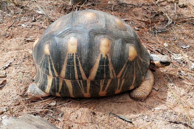 Private Tour Through the Wildlife of Madagascar and the Kingdom of Rova - Good To Know
