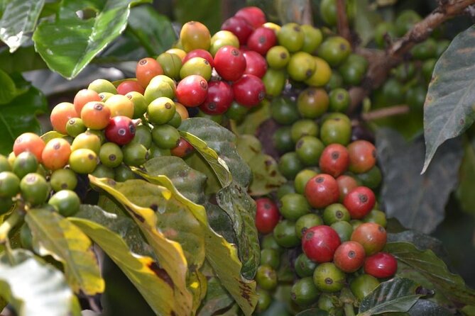 Private Tour to Fairview Coffee Farm in Nairobi With Pickup - Good To Know