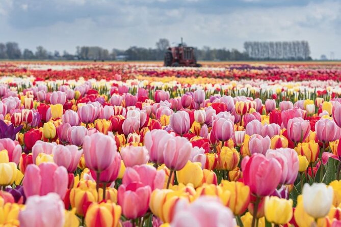 Private Tour to the Tulip Experience With Keukenhof Visit - Good To Know