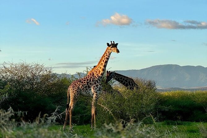 Private Walking Tour With Giraffes - Good To Know