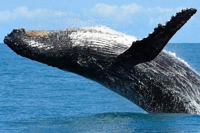 Private Whale Watching Tour in Sal Rei - Good To Know