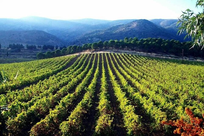 Private Wine Tasting Day Tour From Beirut - Good To Know
