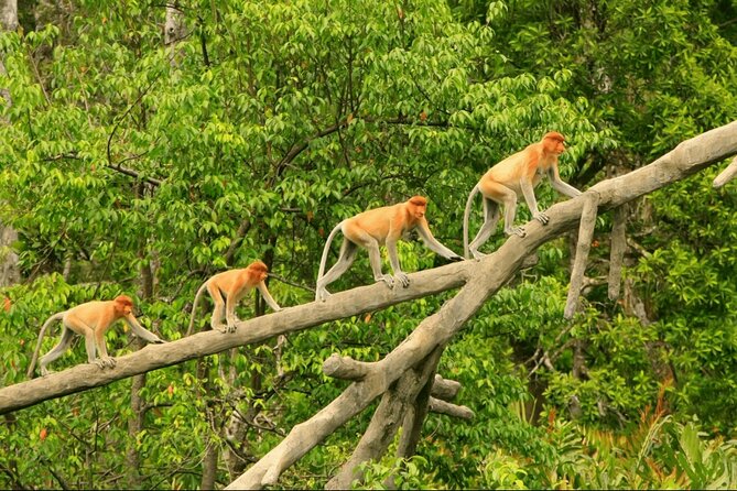Proboscis Monkey and Fireflies River Cruise - Good To Know