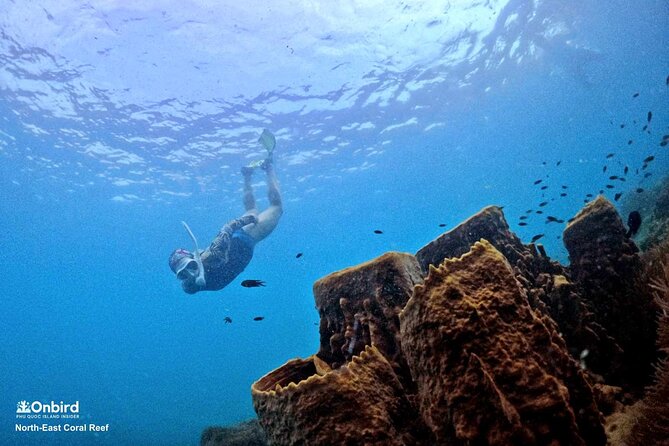 PROFESSIONAL SNORKELING to Explore Hidden Coral Spots (MAX 9 PAX) - Good To Know