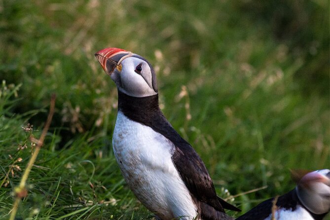 2 Best Boat Tours And Cruises In Heimaey Island