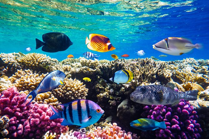 Ras Mohammed Diving Trip Adventure From Sharm El Sheikh