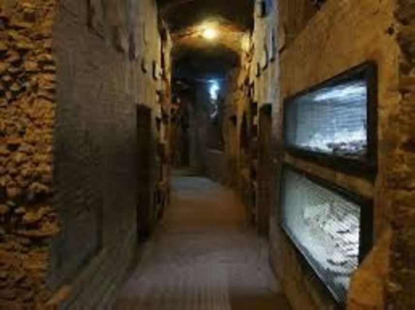Rome: Colosseum & Appian Catacombs Tour With Transfere - Colosseum Exploration Experience