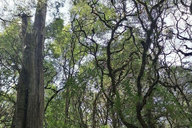 Round Trip to Menagesha Suba Forest Park - Good To Know