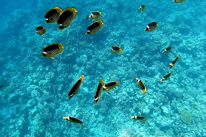 Royal Dolphin House Sea Trip Hurghada