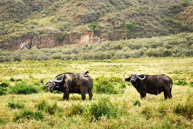 Safari Day Trip – Hell Gate, Lake Naivasha Birds Boat Safari & Crescent Walk - Good To Know