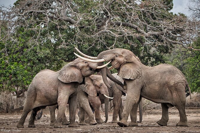 Safari Game Drive in Zambezi National Park - Good To Know