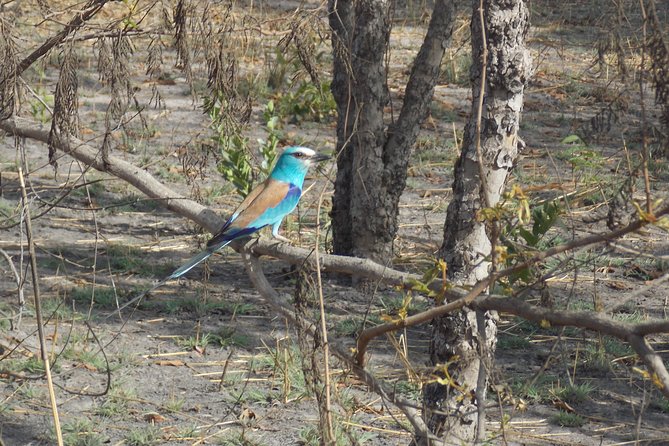 Safari To Fathala, Senegal - Good To Know