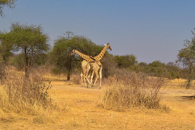 SAFARI - Zakouma National Park - Good To Know