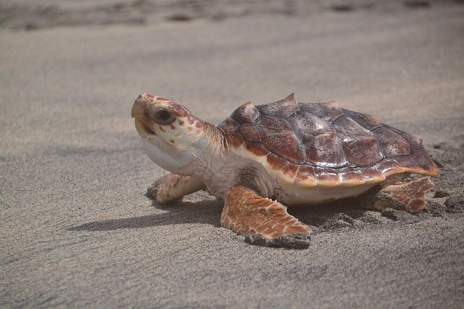 Sal Island: Sea Turtle Experience From Santa Maria