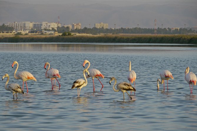 Salalah by Night Private Tour - Charming Evening in the Garden City - Highlights of the Evening Tour