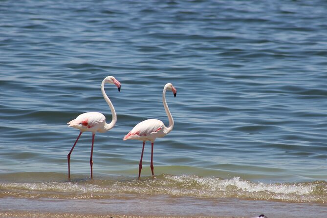Sandwich Harbour Half Day Scenic Excursion