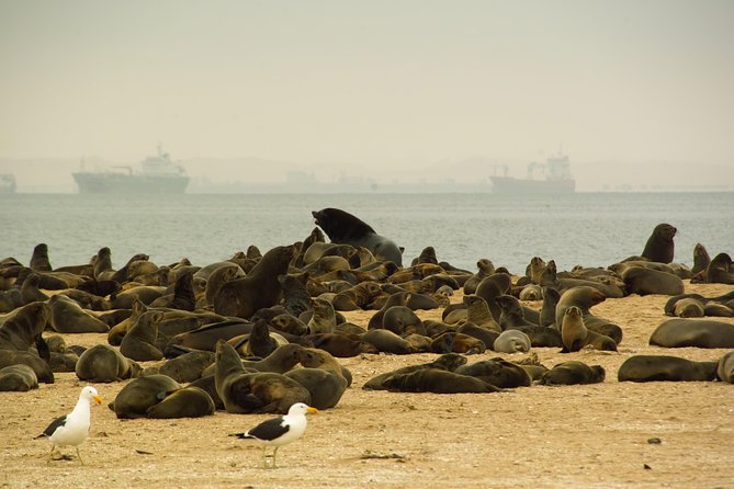 Sandwich Harbour & Pelican Point Full Day Tour - Good To Know