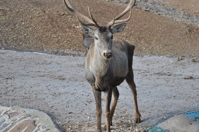 Sapanca Highlights ;Private Guided Tour - Good To Know