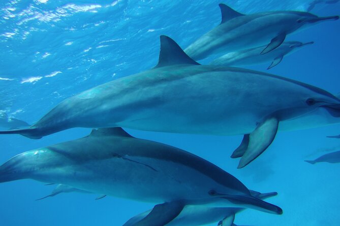 Satayeh Reef Swim With Dolphin in and Snorkeling Sea Trip With Lunch -Marsa Alam - Good To Know