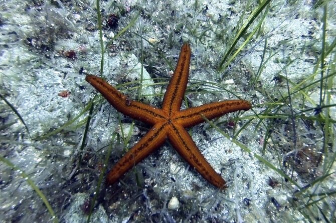 Scuba Diving for Beginners With a PADI Instructor Near Heraklion - Booking Details