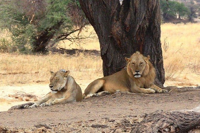 Selous Game Reserve, Mikumi And Ruaha National Park, Udzungwa Mountain 10 Days