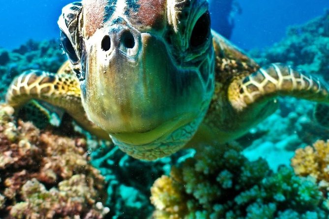 Semi Submarine Tour From Sharm El Sheikh - Good To Know