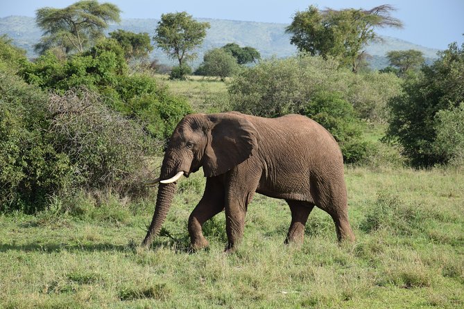 Serengeti Day Trip Safari From Mwanza Tanzania - Good To Know