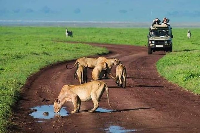 Serengeti National Park, Ngorongoro Conservation Area 3 Days Two Nights - Good To Know