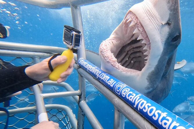 Shark Cage Diving With Transport From Cape Town - Good To Know