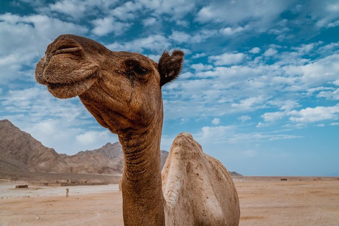Sharm El Sheikh: Camel Ride in the Desert - Good To Know