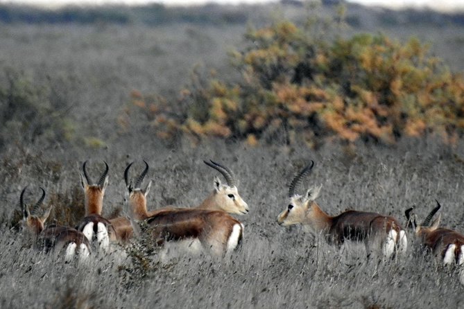 Shirvan National Park Tour - Good To Know