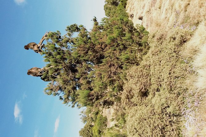 Simien Mountains 3 Day Trek - Good To Know