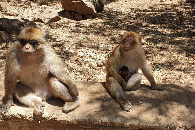 Small-Group Day Trip From Fez to the Middle Atlas Mountains - Good To Know