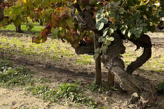 Small Group Half Day Camargue and Rosé Wine Tour From Montpellier - Meeting Point Details