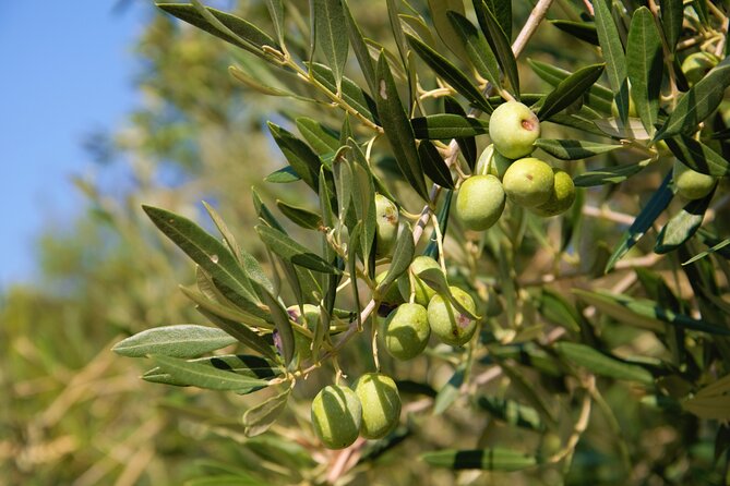 Small-Group Olive Oil Tour in Cres With Tasting
