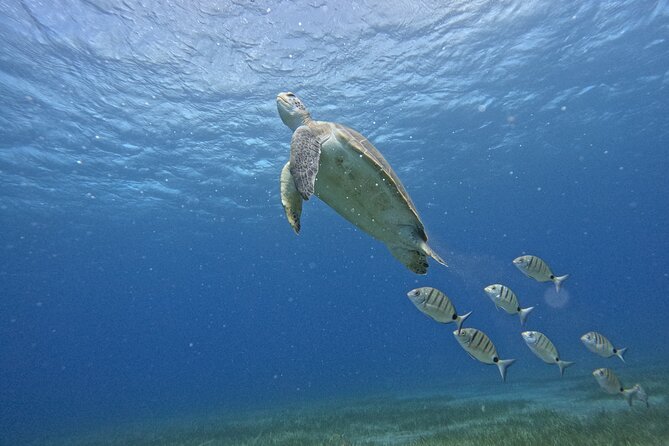 Small Group Snorkeling in Abades Bay With Licensed Guide - Good To Know