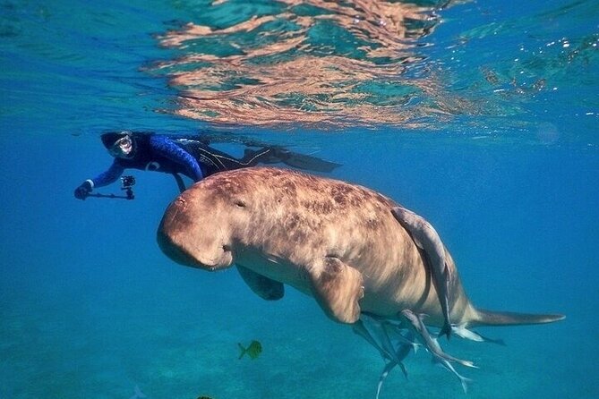 Snorkeling Adventure In Abu Dabbab Beach - Good To Know