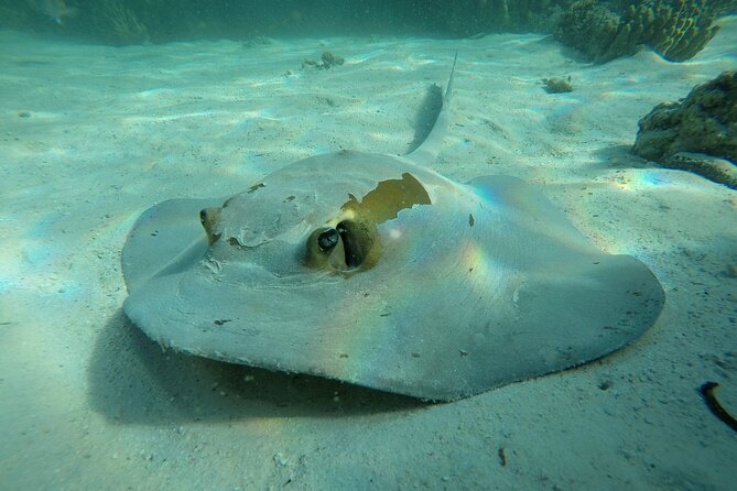 Snorkeling Adventure to Daymaniat Islands - Good To Know