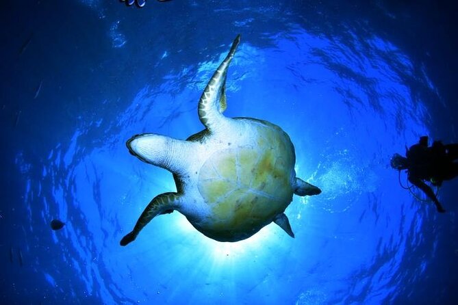Snorkeling in a Wonderful Volcanic Bay - Good To Know
