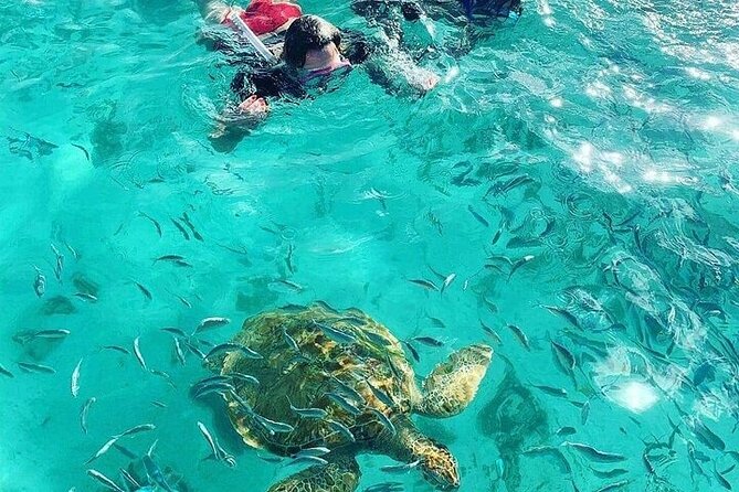 Snorkeling With Giant Turtles & 4 Beaches in the North - Good To Know