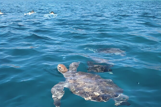 Snorkeling With Turtles at Sao Pedros Beach - Good To Know