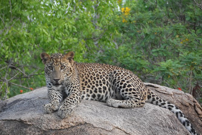 Special Leopards Safari - Yala National Park - 04.30 Am to 11.30 Am - Good To Know
