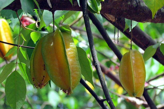 Spice Farm, Jozani Forest & Stonetown Tour