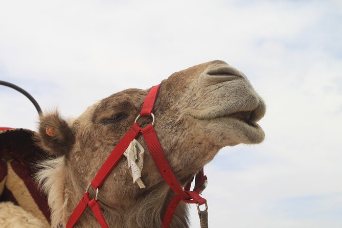 Stargazing and Camel Ride in the Agafay Desert - Good To Know