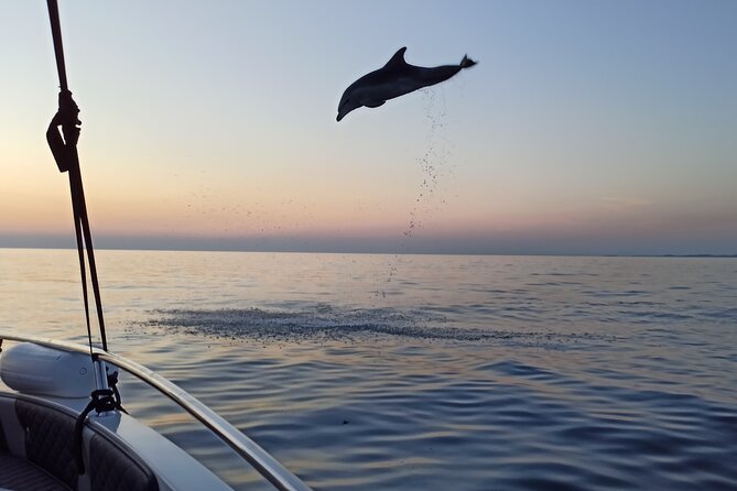 Sunrise Dolphin Watching With Drinks in Rovinj - Tour Overview