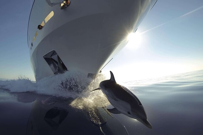 Sunset Dolphin Watching Boat Tour From Vrsar - Good To Know