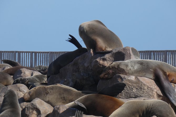 Swakopmund Cape Cross Seal Colony Day Tours - Good To Know