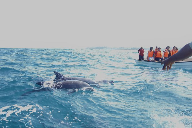 Swim With Dolphin & Jozani Forest National Park Tour Sea Trip - Zanzibar - Good To Know