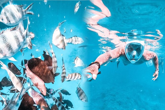 Swim With Dolphins Tour Hurghada