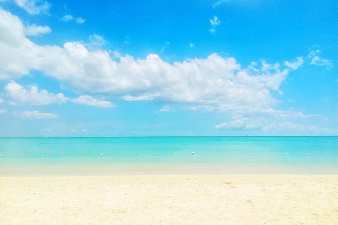 Swim With Wild Dolphins and Visit 4 Beaches in the North - Good To Know